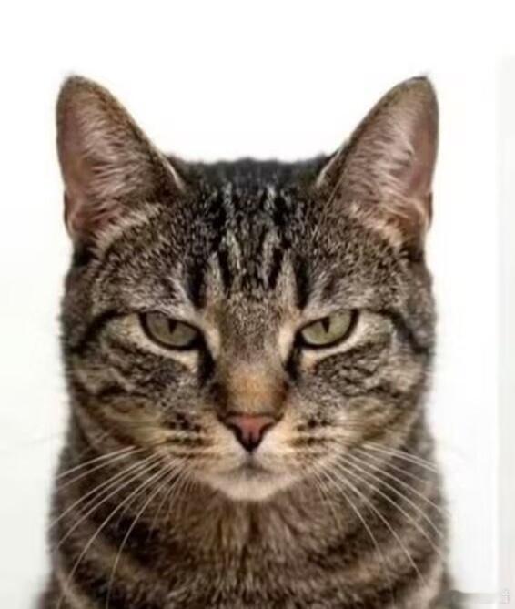猫咪最奇怪的地方在于，“杀戮模式”并非第一张照片，而是第二张照片 