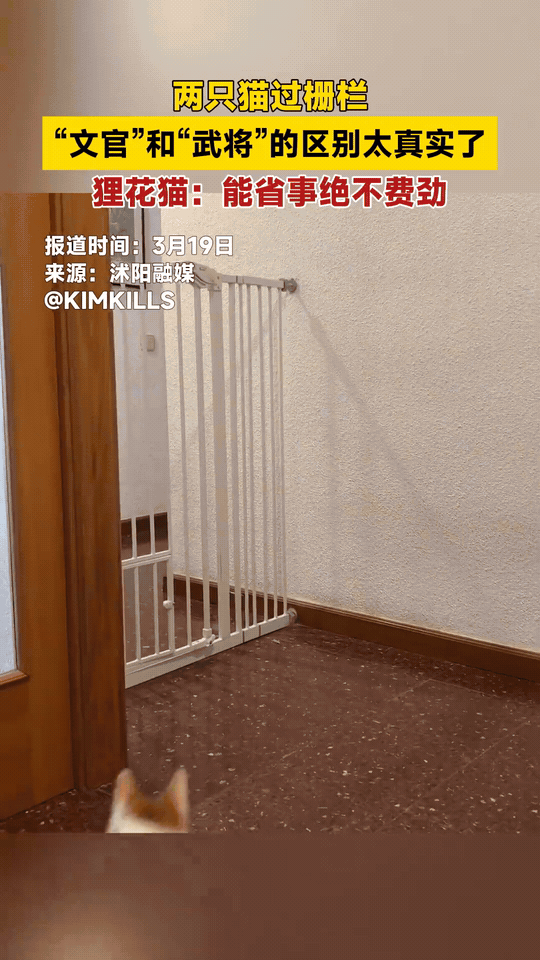 橘猫：武力值拉满，主打一个飞檐走壁
狸花：智慧型选手，先观察再行动，回头那一眼简