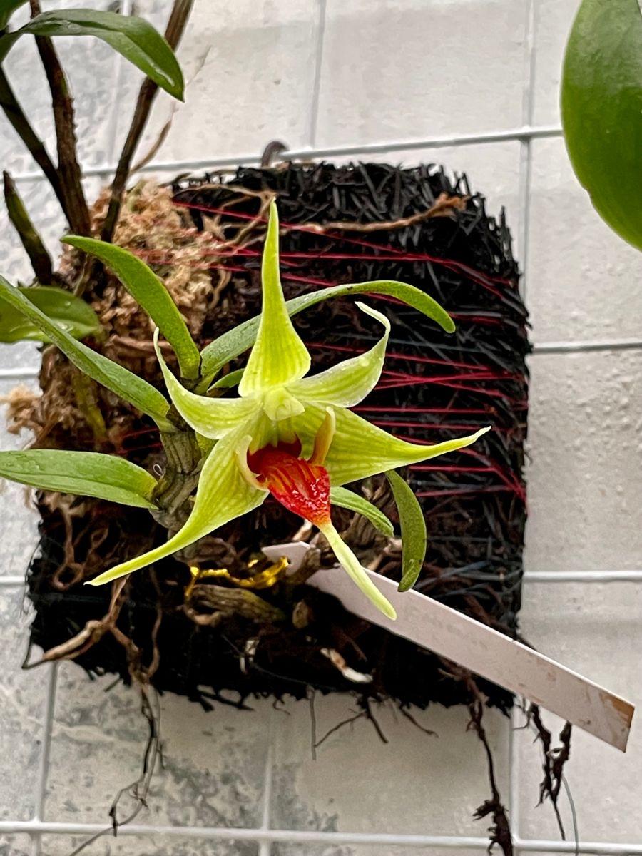 大花托巴石斛（苏门答腊产地）
基础信息
组：Dendrobium sect. F