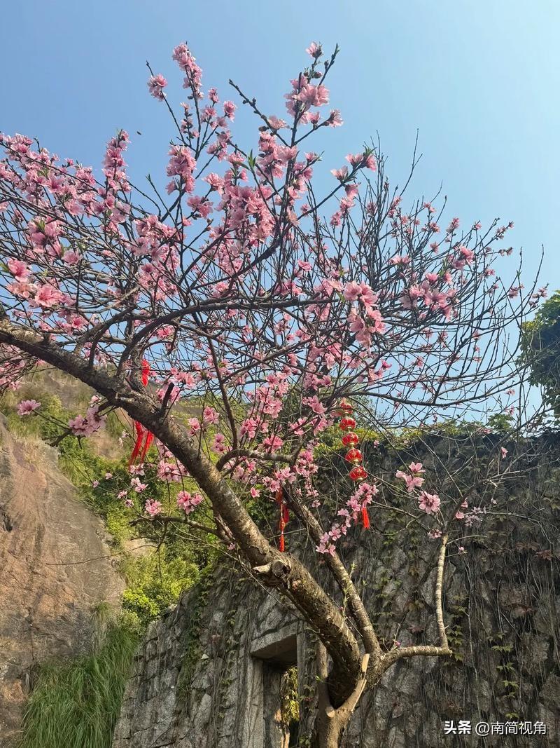 以下征文已完成，大家不用再助力，感谢支持。满树桃红映蓝天，愿新岁：持仓长红，内容