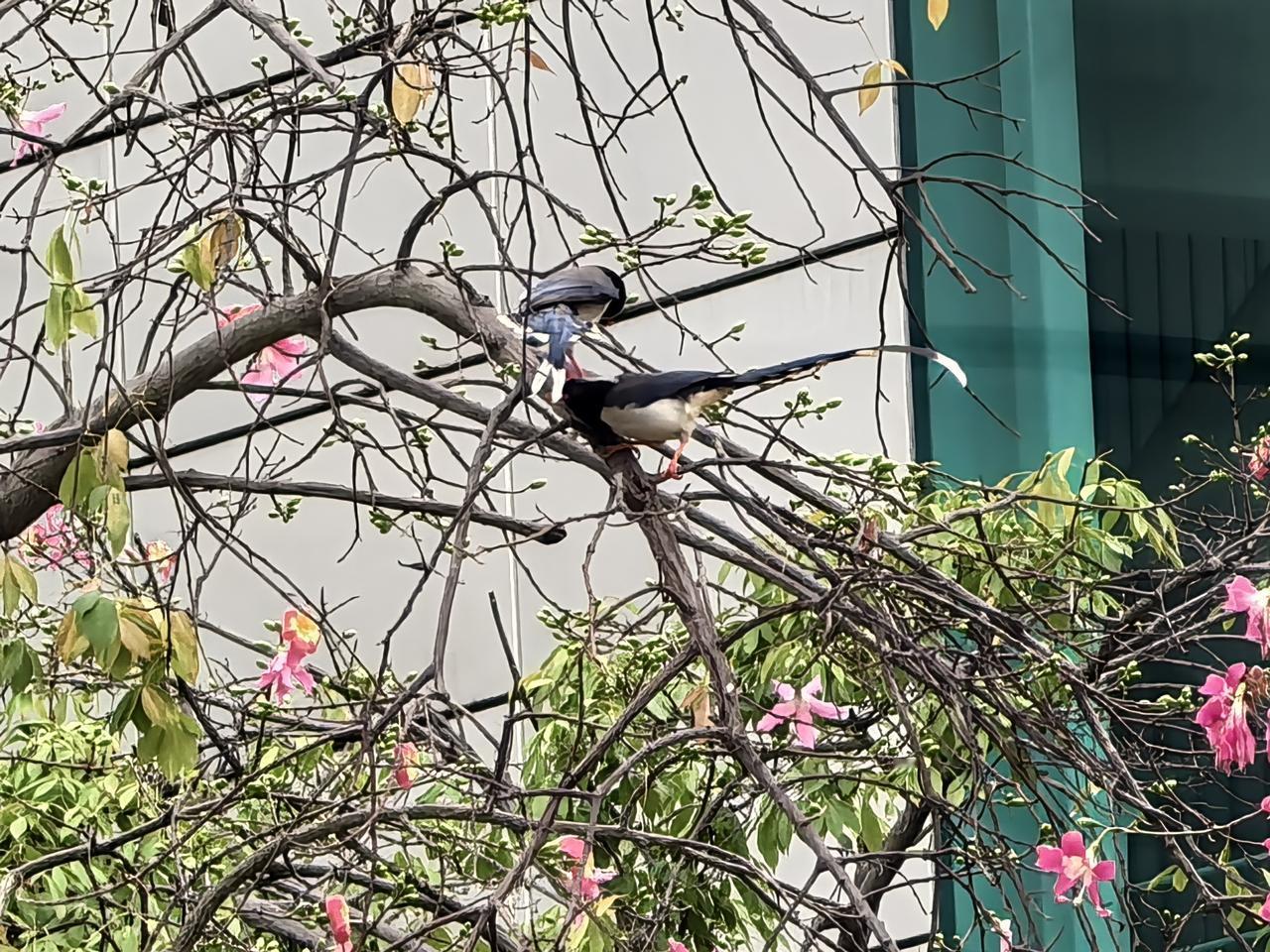 晒晒你镜头下的小鸟红嘴蓝鹊原来是这样子，确实还有像喜鹊鸟的地方。