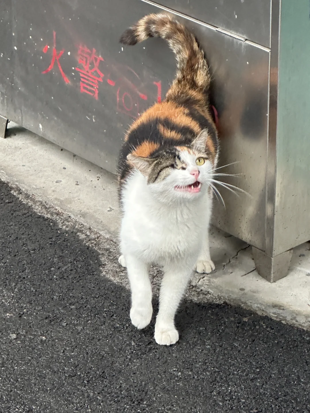头上两个妙脆角🐈