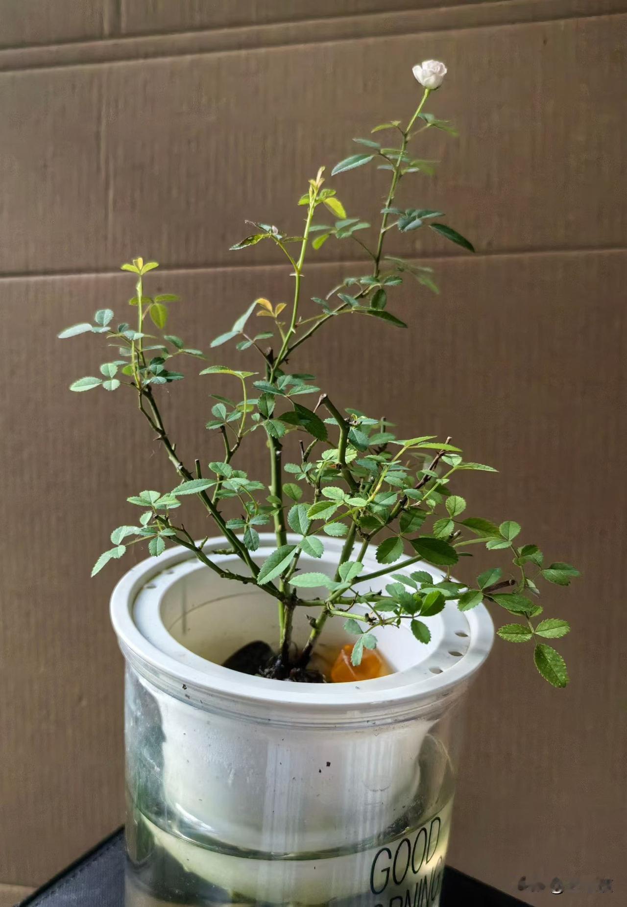 我家今年养了一盆水栽“迷你月季”，端进端出换水、浇水好辛苦。一个夏天了，它开了一