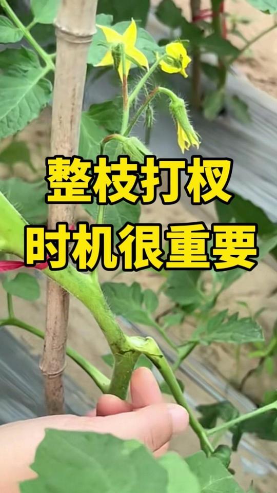 🌿症状：
打的伤口太大，甚至把下边的叶子都带掉了。伤口太大，后期肯定不容易愈合