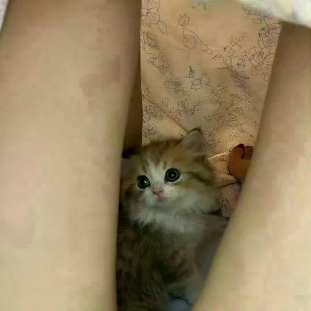 猫咪好可爱  贵阳·花溪公园