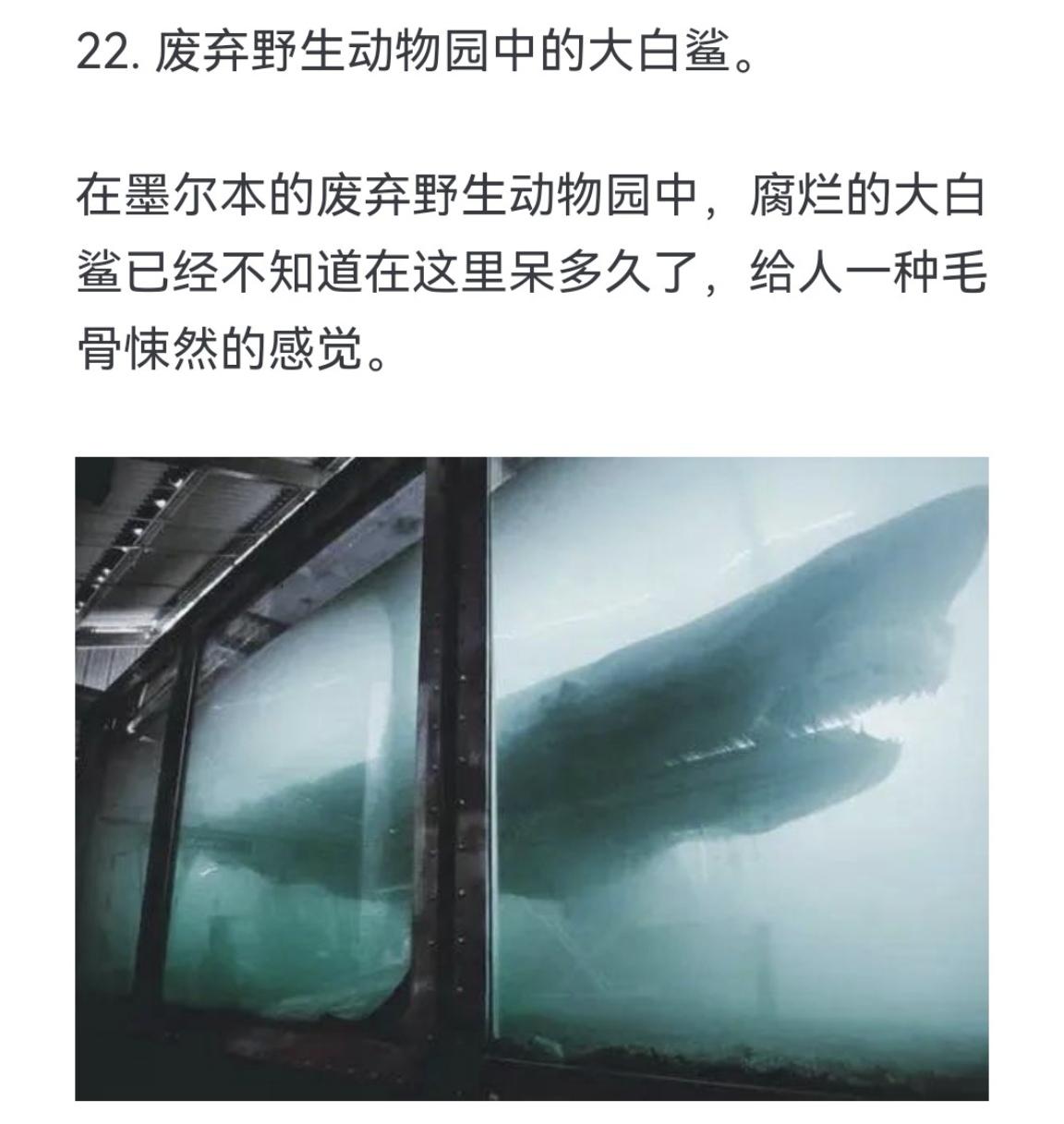 废弃野生动物园中的大白鲨。在墨尔本的废弃野生动物园中，腐烂的大白鲨已经...