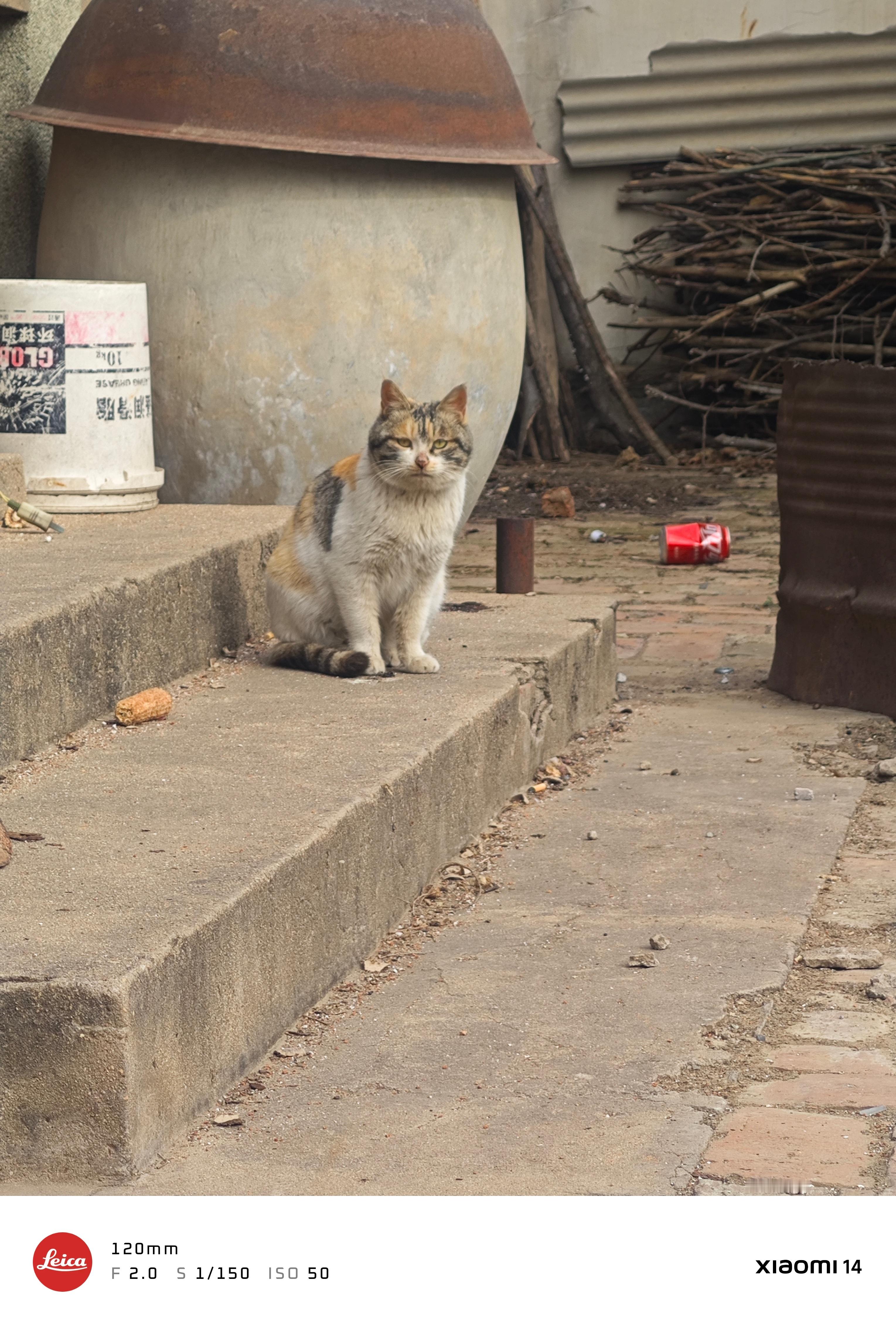 来大舅家拜年，大舅家的这只大肥猫可真喜庆啊！ 
