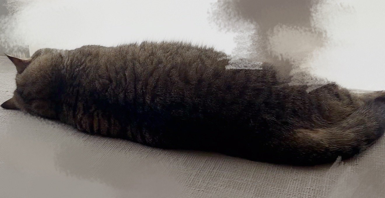 神秘冬瓜 