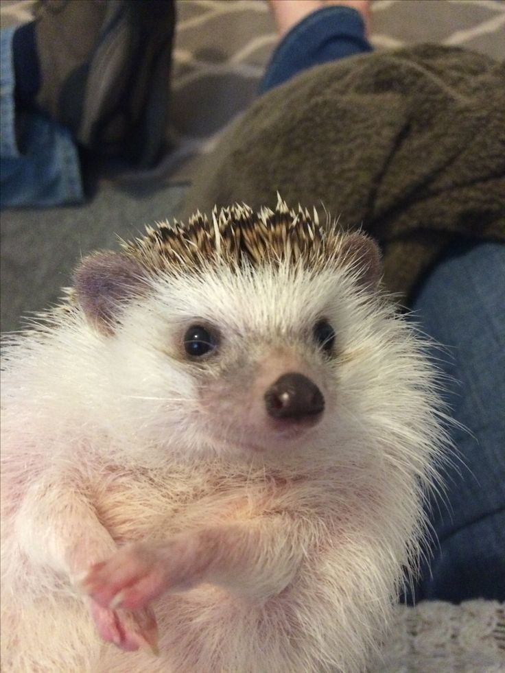 刺猬小宝贝🦔 ​​​