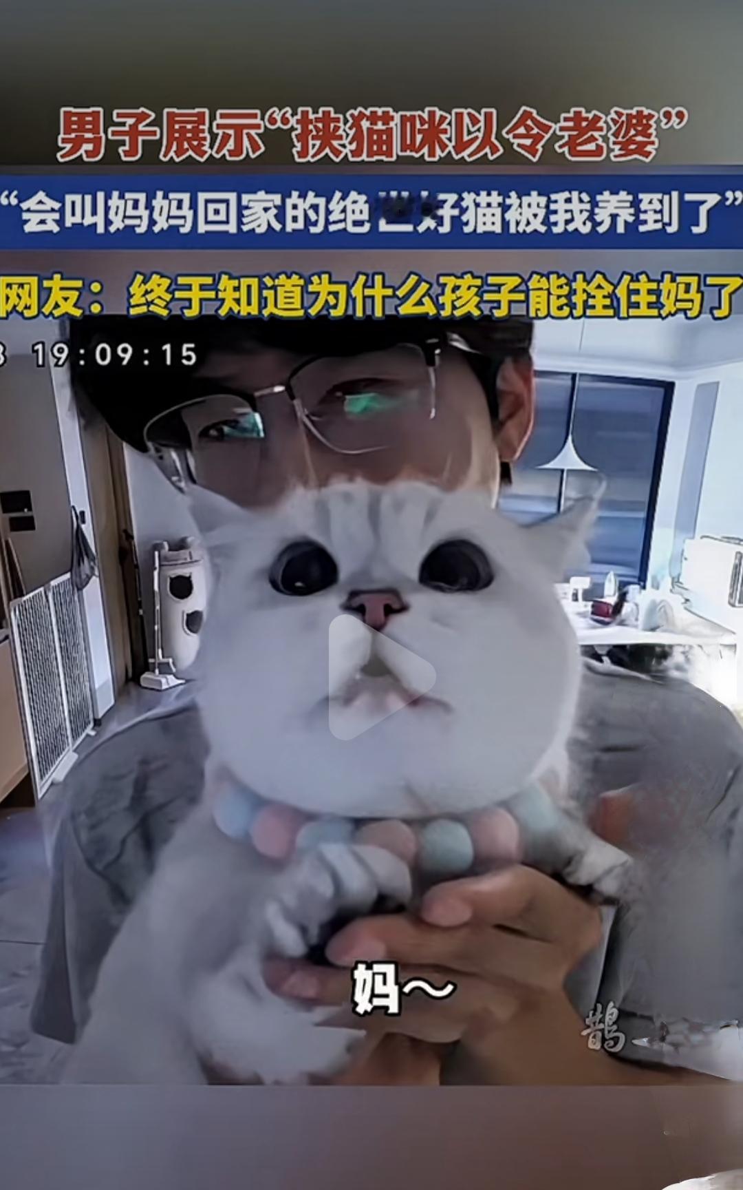 男子展示“挟猫以令老婆”，结果猫咪竟然变成“家庭大明星”！这剧情，简直比电视剧还