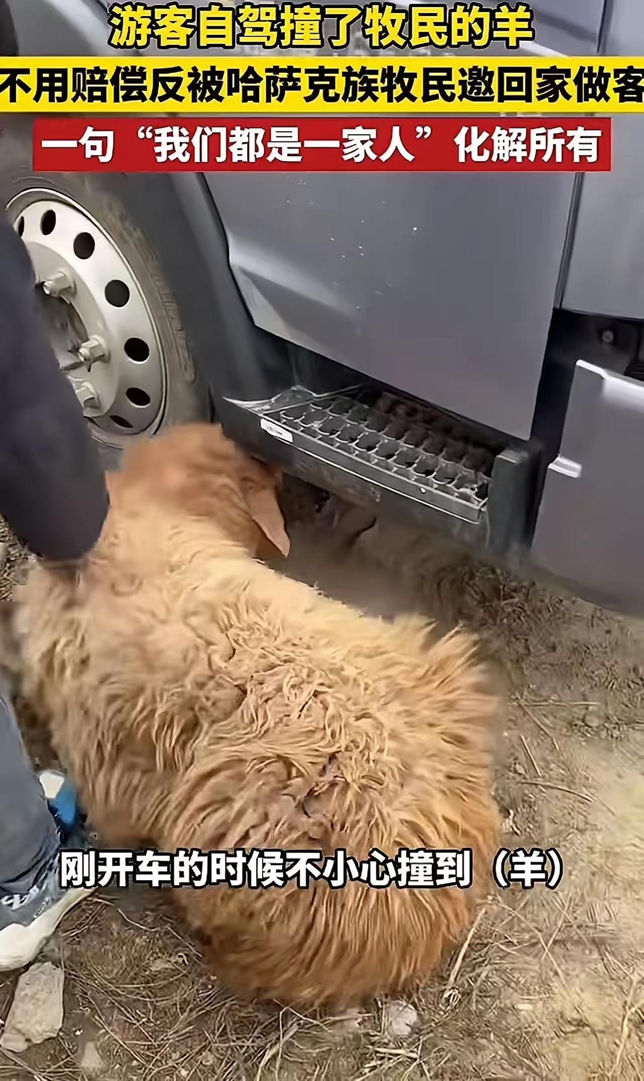 新疆阿勒泰，女子自驾游不小心撞上了一位牧民家的羊，羊腿骨折，救不活了。女子觉得肯