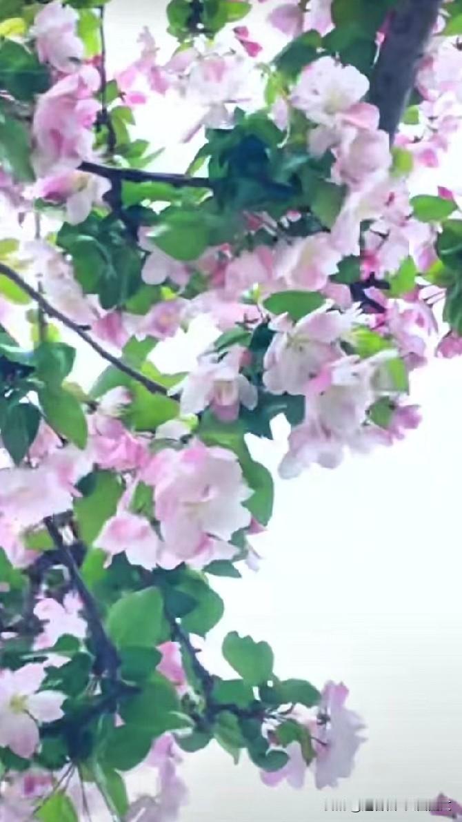 [彩虹]📍北京望京海棠花溪，京城春日的时候必打卡之地。
每到花开时节，河道两岸