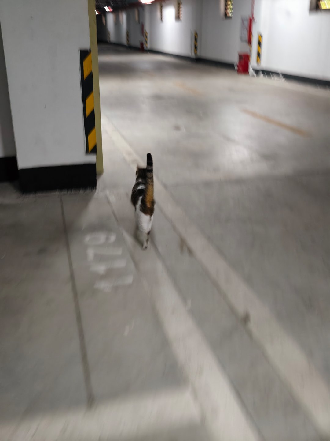 哪有这样的猫啊？！上辈子是狗吧？？天天就想着出门，每次都跟着进电梯。下雨天地下车