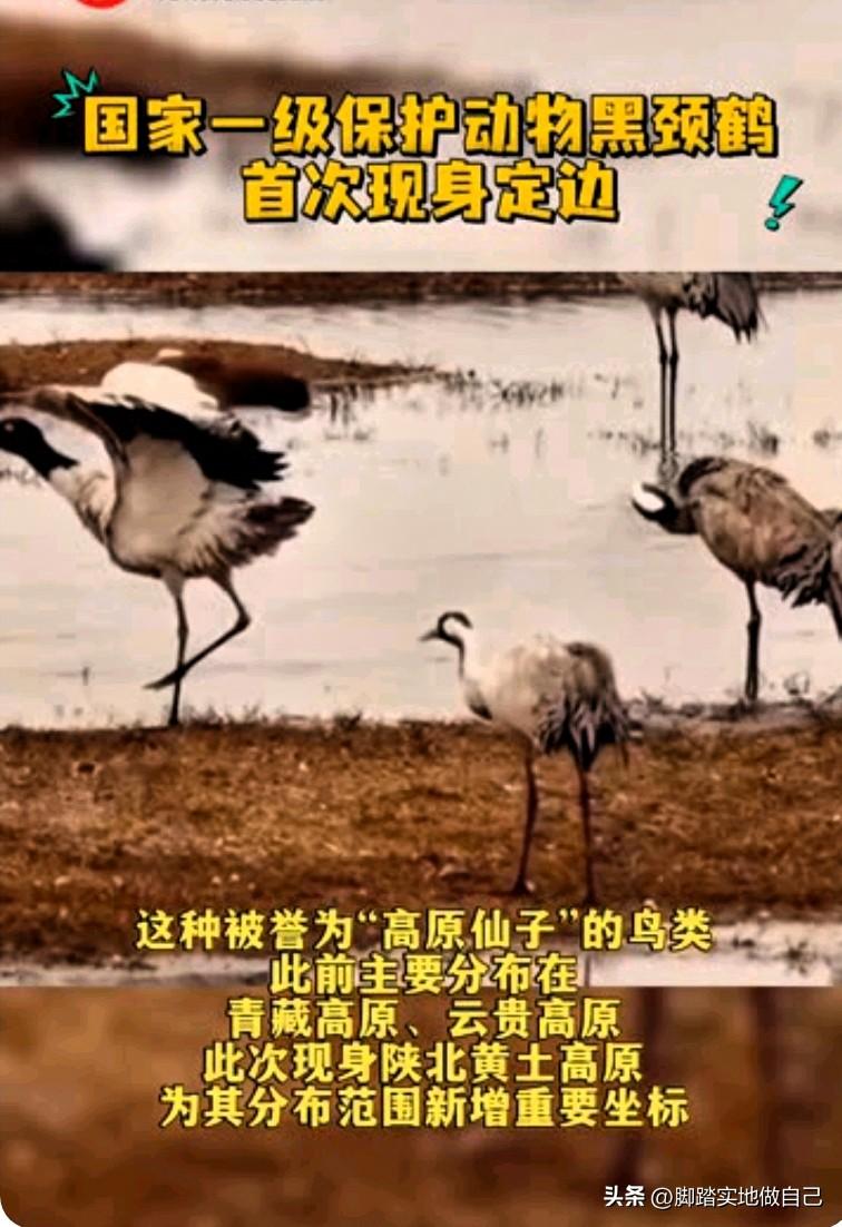 炸锅了！榆林定边太牛了！🐦
 
家人们，重大好消息！咱榆林定边直接惊动全国了！