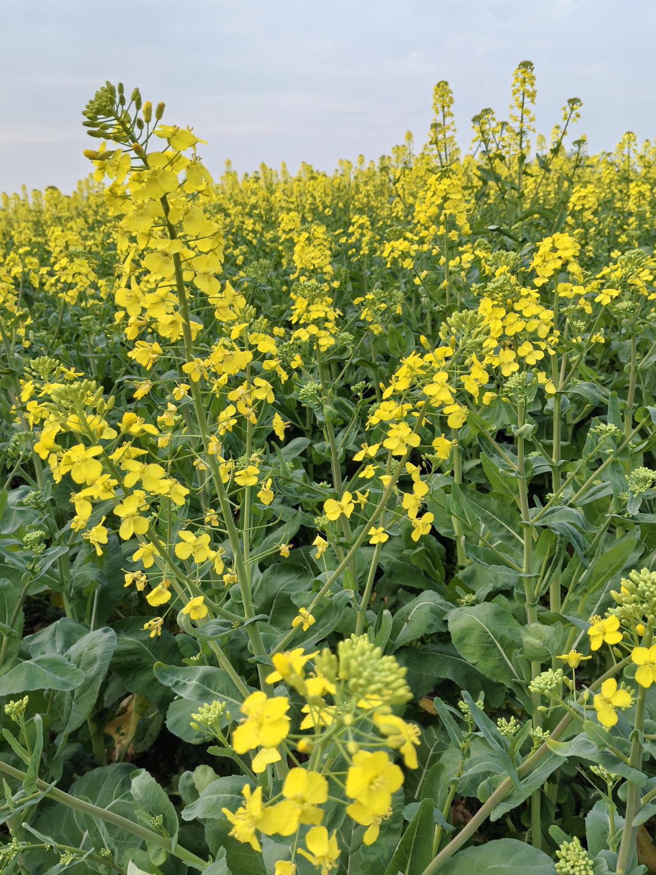 春日生活打卡季 春日生活打卡季，看似是享受春天，实则变了味。如今社交平台全是春日