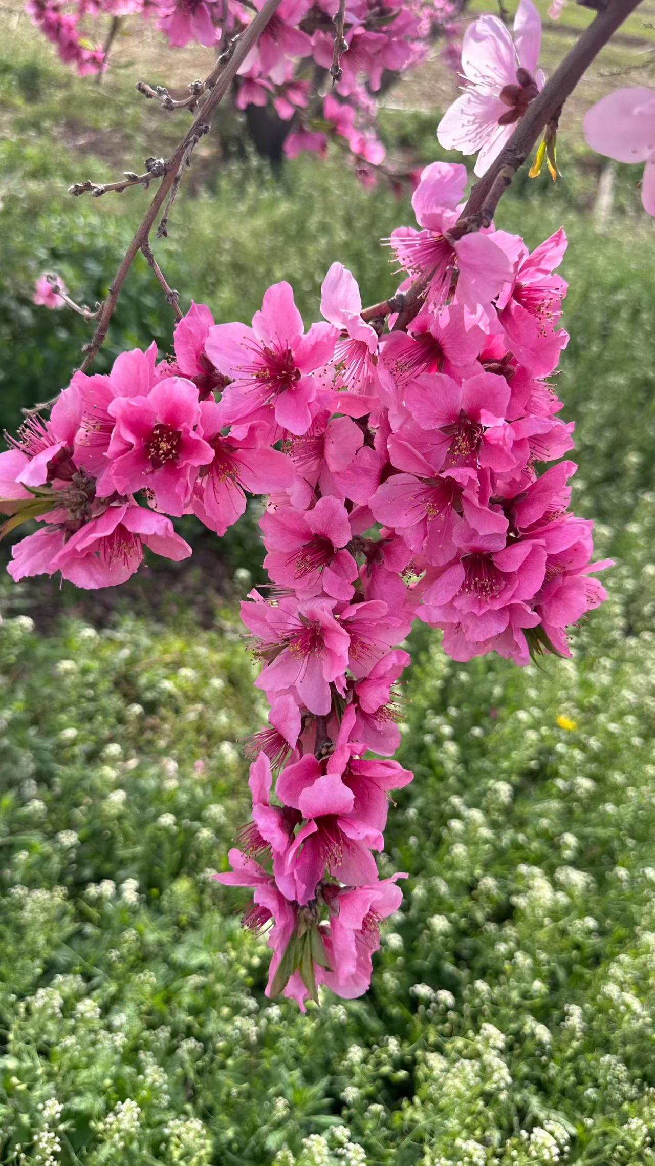 这就是一枝红杏出墙来吧，春天的故事[送自己一朵花][送自己一朵花][送自己一朵花