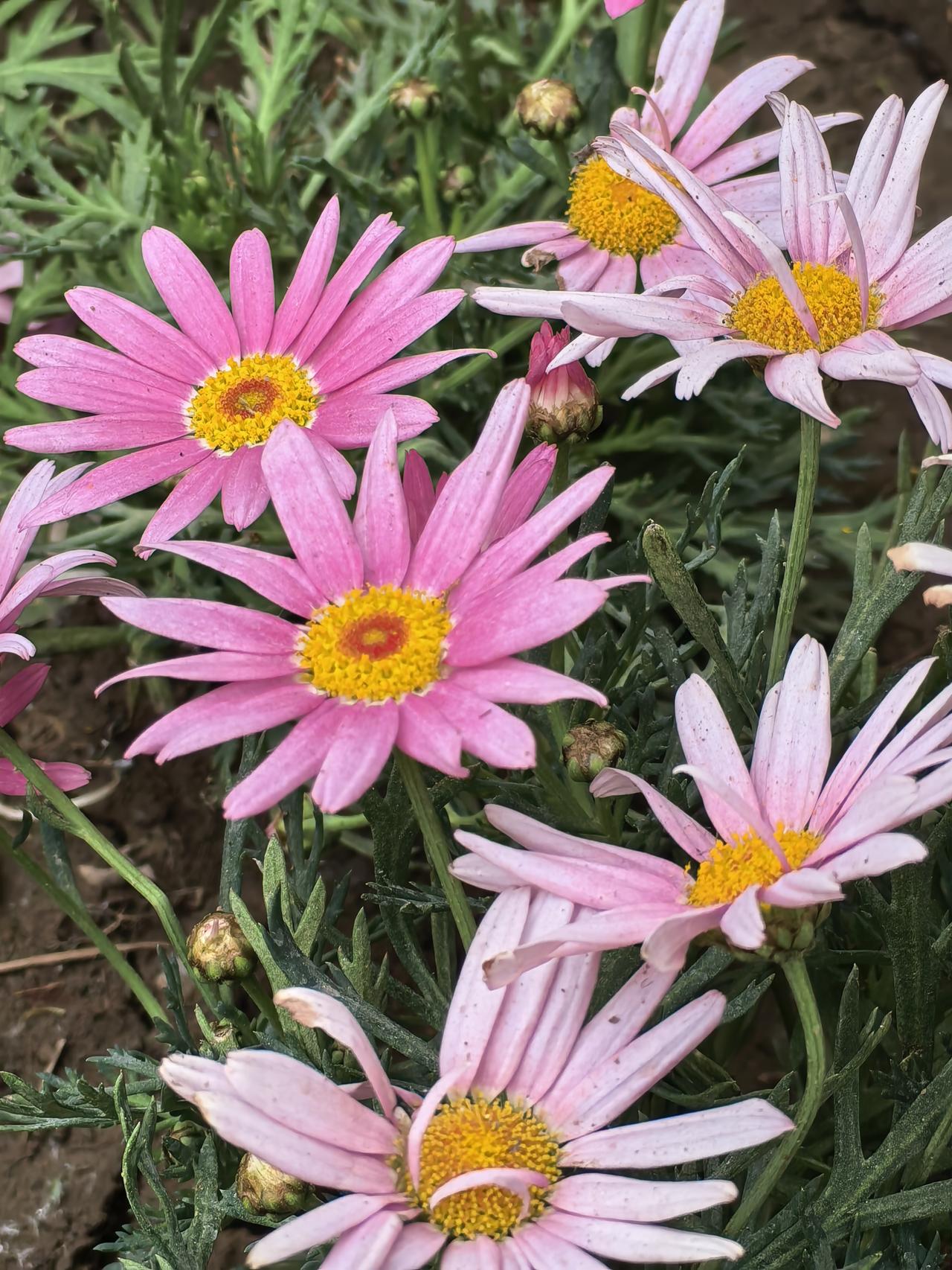 山野荒坡次第开，
   不争春色向尘埃。
   风来摇曳添生意，
   自有芬芳