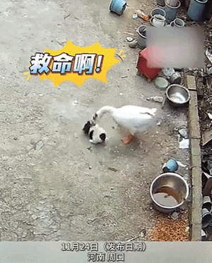 河南周口，一女子在网上晒出，自家养的一只大鹅，无端欺负自家一只小狗崽，结果这狗崽