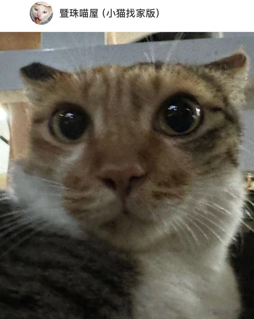 小猫的头被大学生摸平了[doge] ​​​