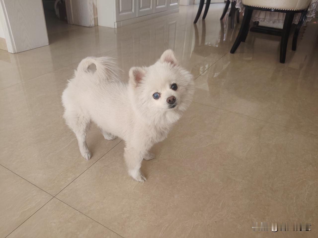 朋友家养小狗🐶，每次去了热烈欢迎我[呲牙][呲牙][呲牙][呲牙][呲牙][呲
