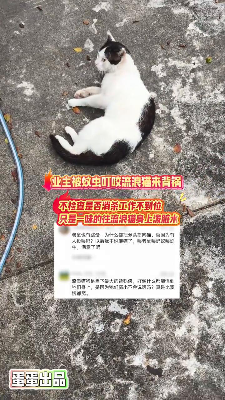 业主被蚊虫叮咬，流浪猫来背锅，不检查是否消杀工作不到位，只是一味的往流浪猫身上泼