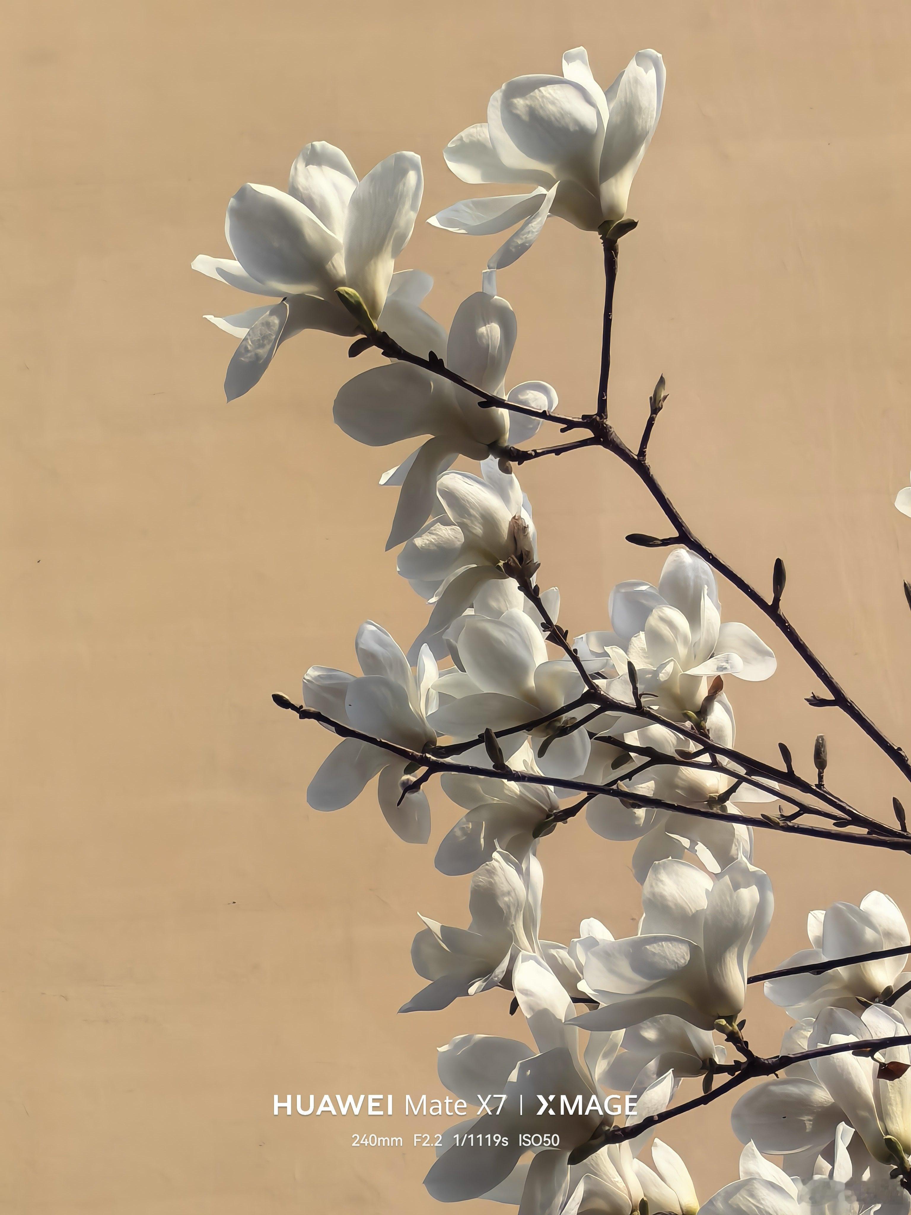 我们小区的玉兰都开了，非常漂亮，每天都很多人驻足观看