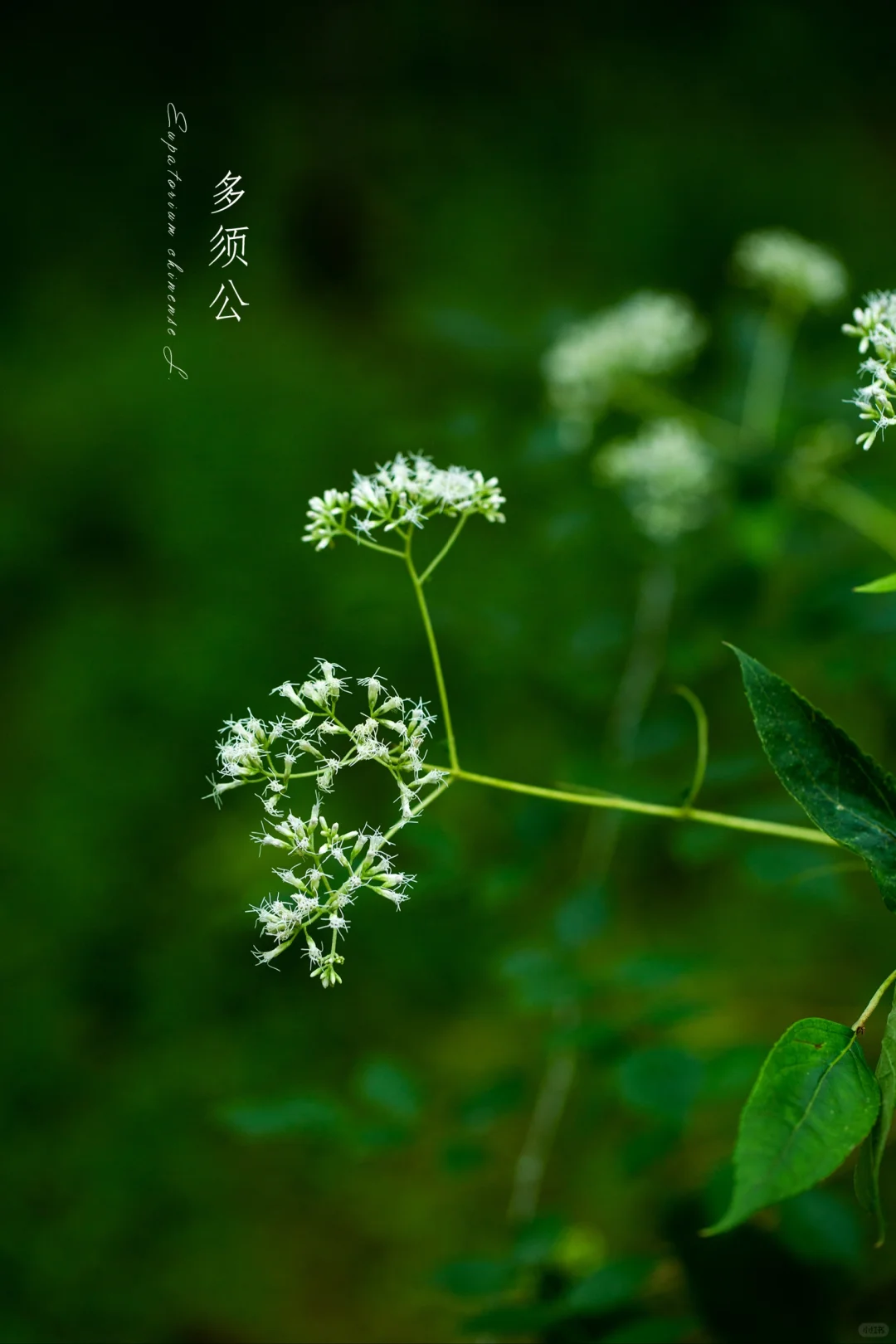 多须公