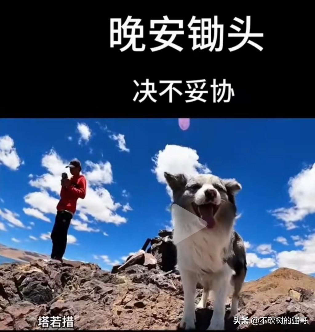 锄头已经确认不在了。
锄头是一只边牧，瘦猴带着它自驾游遍祖国山山水水，由于出国自