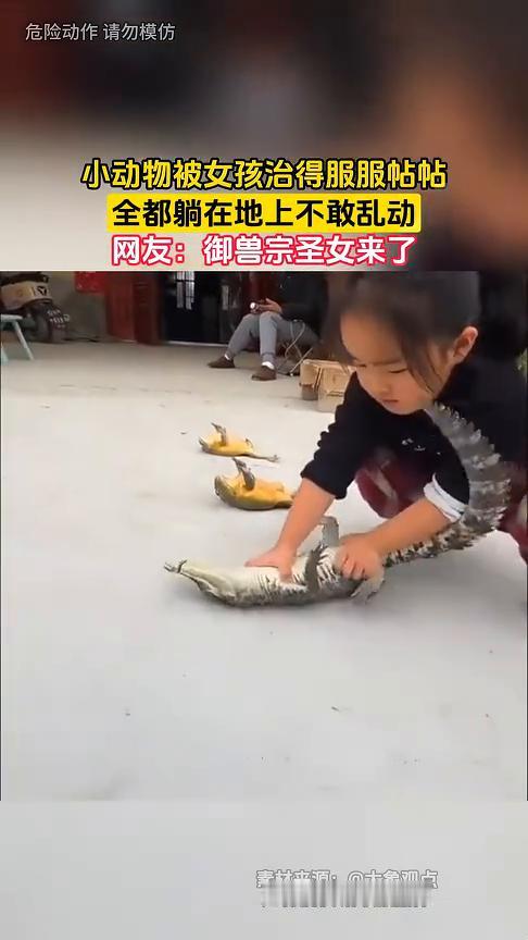 小动物被女孩治得服服帖帖，全都躺在地上不敢乱动。网友：御兽宗圣女来了。
大象观点