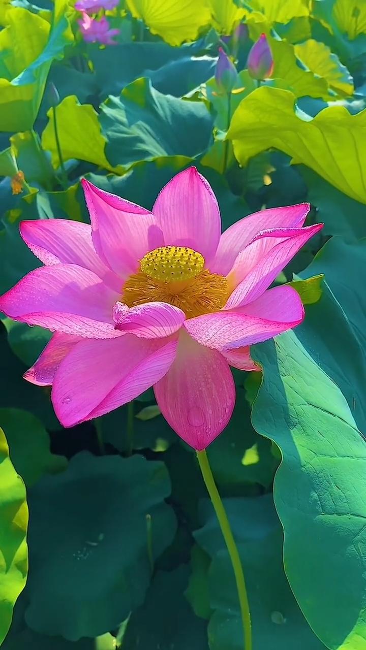 我的今日状态：😁轻松愉快
我这里的天气：☀️晴天

莲花出淤泥而不染，它开得鲜