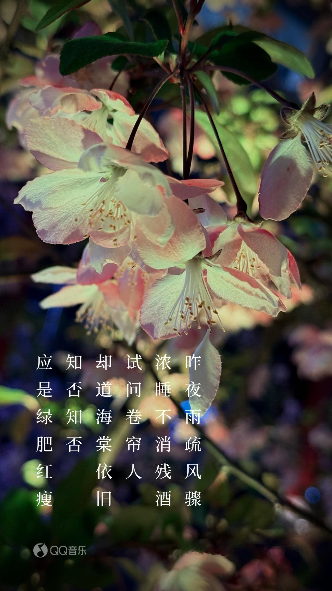 🌛  (《知否知否应是绿肥红瘦》电视剧主题曲) ​​​