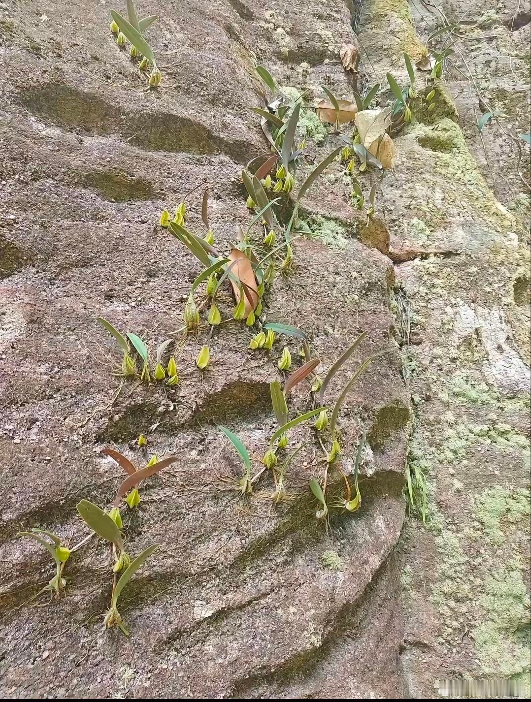 近日，广东韶关，一位护林员进山开展日常巡护时，没成想，竟然在陡峭的湿滑岩壁上发现