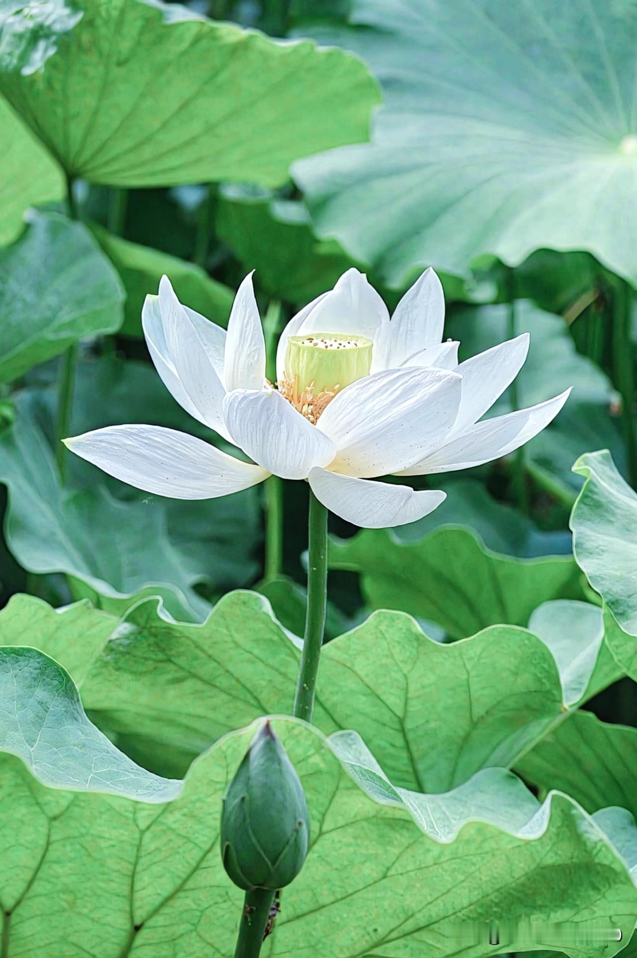 七月盛夏，施甸热水塘村的荷塘美如画卷。层层荷叶似伞如盘，铺满水面，每片叶子都盛着