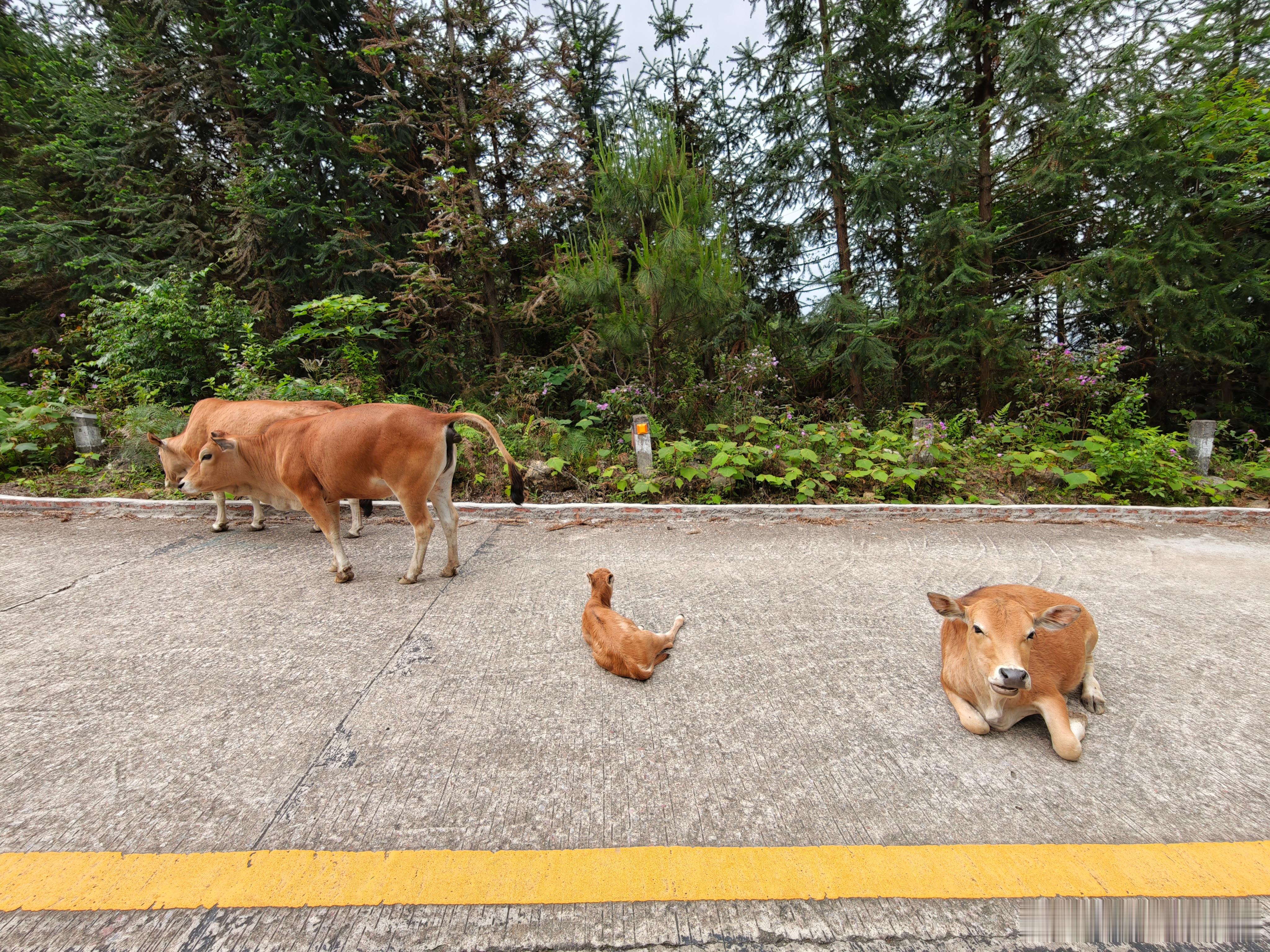 昨天去的罗定风车山。很多人说这这地方没啥好看的，就几个山头。可能我们运气比较好，