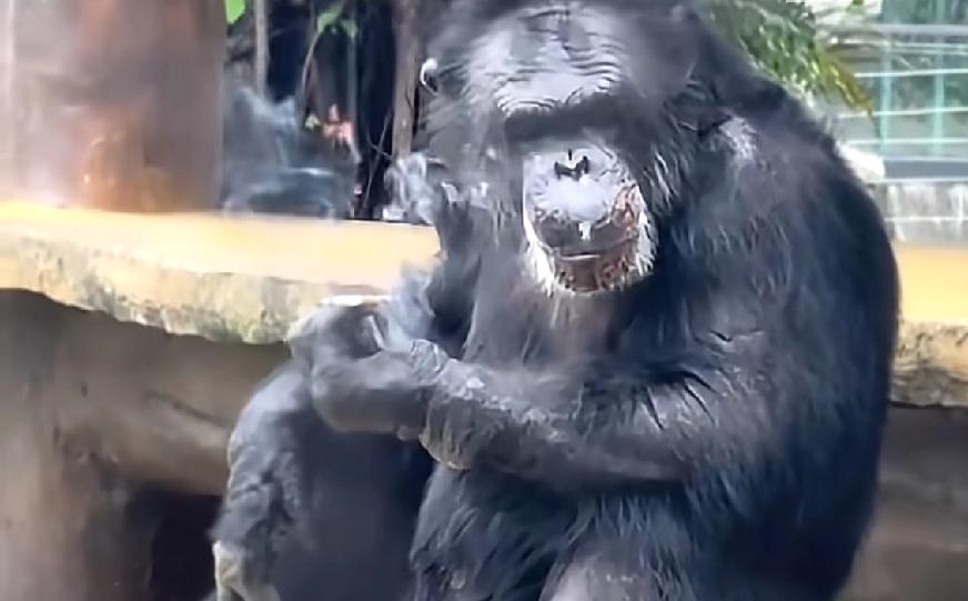 为什么广西南宁动物园的这只猩猩进化的速度如此的惊人？
之前有游客反映，这是猩猩的