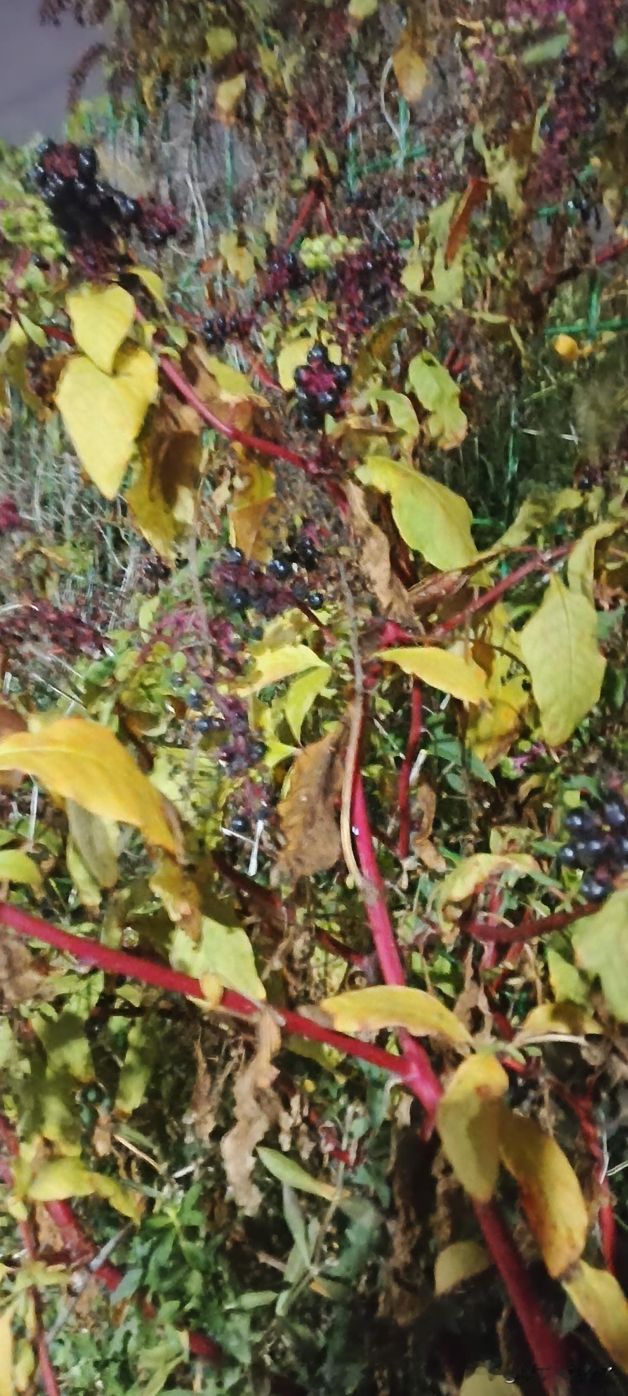 一张图证明秋天来了