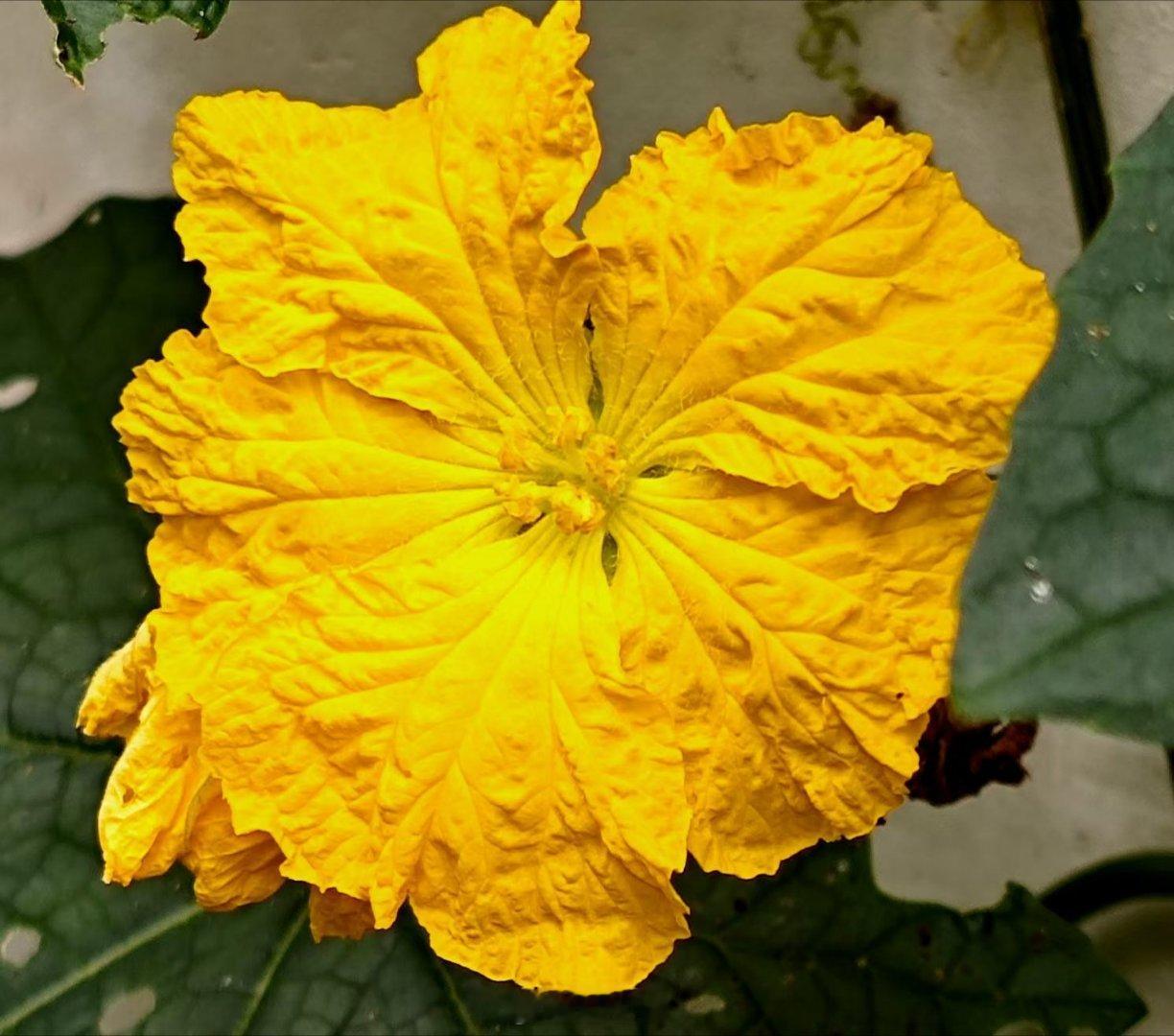 赣揽山河花果沐芳华 上饶一业主家门口的丝瓜花肆意开着，明艳耀眼的明黄层层舒展，褶