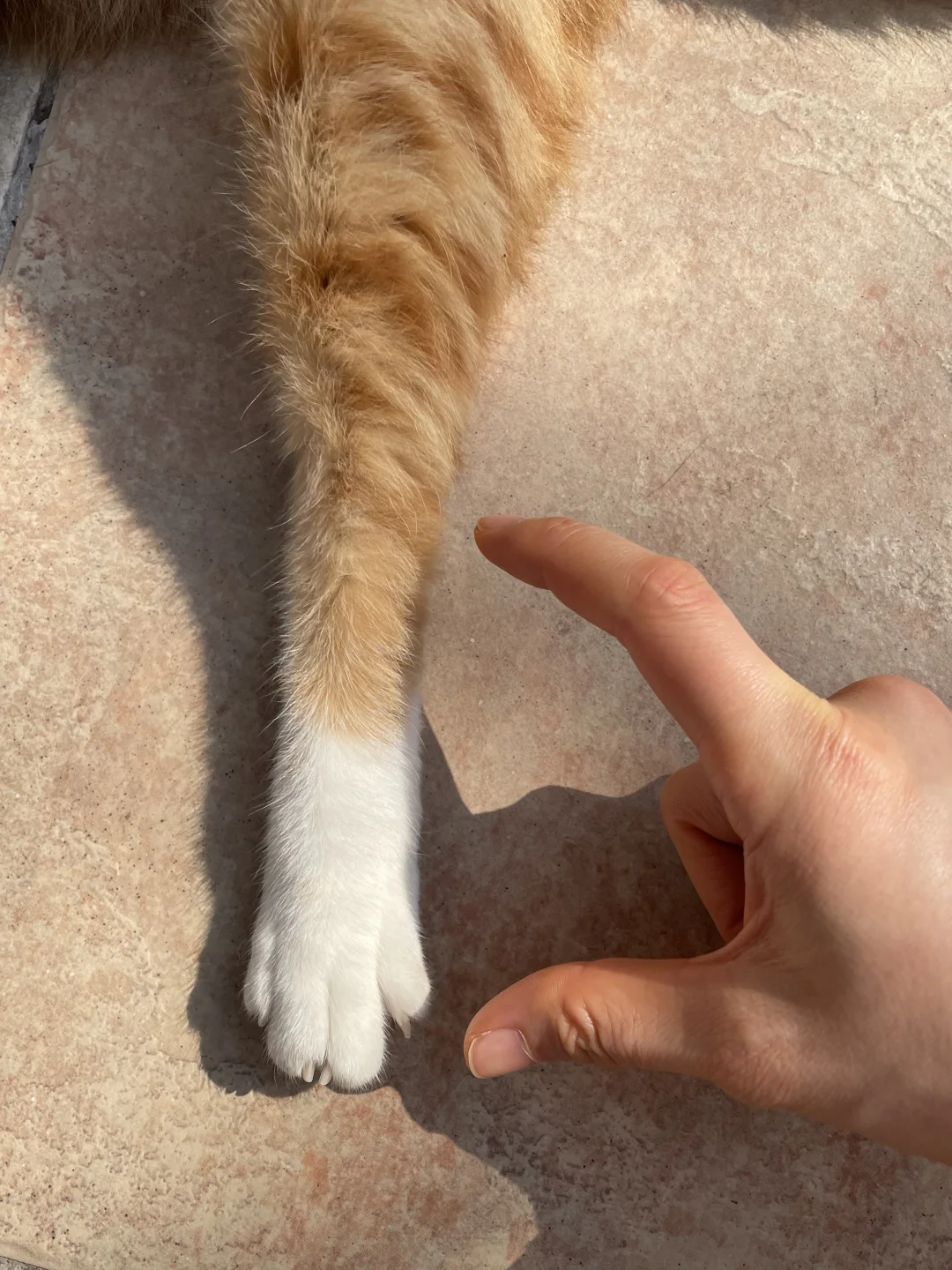 非常萌的一双脚