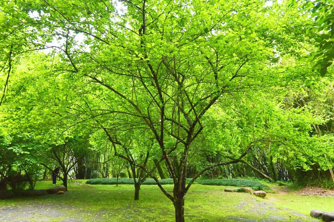 王芗斋：站桩别站成木桩子

我头回听“丁步与八步之间”，脑子是懵的。

啥叫之间