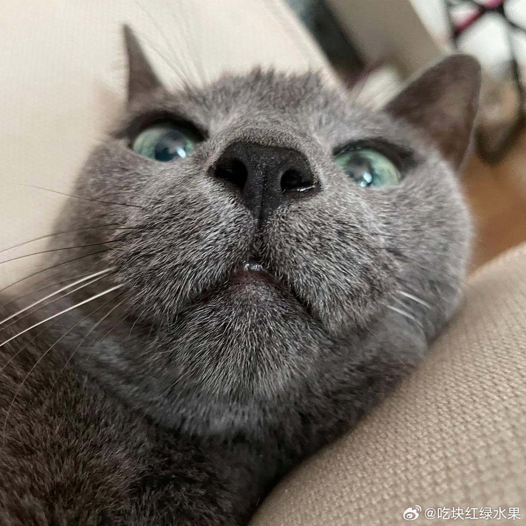金希澈的猫韩J系范去世了，活了20年 ​​​