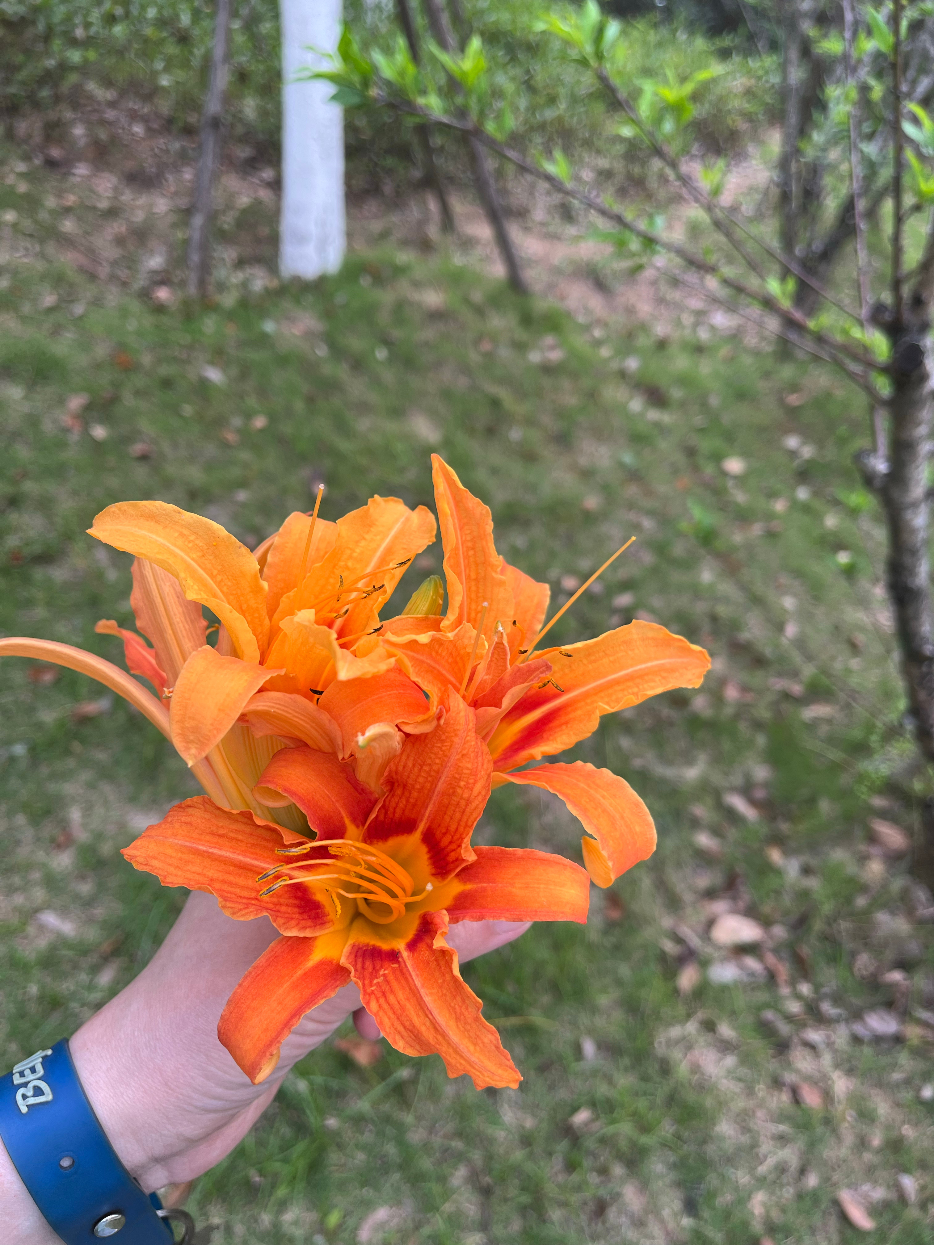 这样的黄花， 是可以吃的吧。 今晚回去煮一下