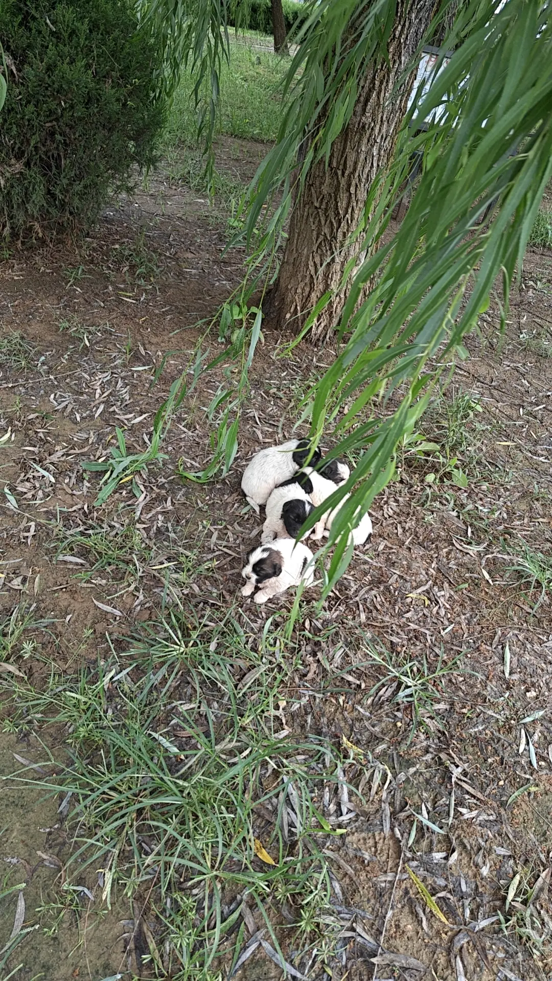 被遗弃的可怜的小狗狗