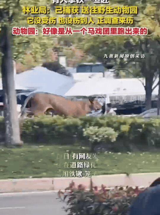 “万万没想到！”
10月24日，安徽砀山，一头狮子在公路中间的绿化带奔跑。一名穿