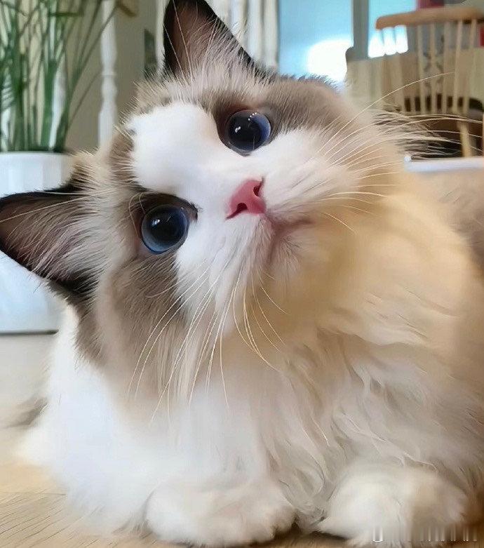 #猫王大赛冠军#等待了这么长的时间，终于可以迎来了我们的猫王大赛冠军，咱们的小小