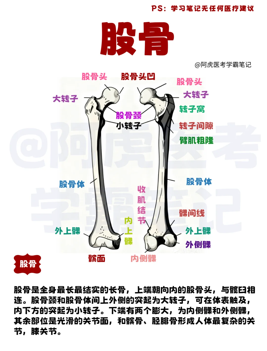 医学生笔记📒：股骨👆
