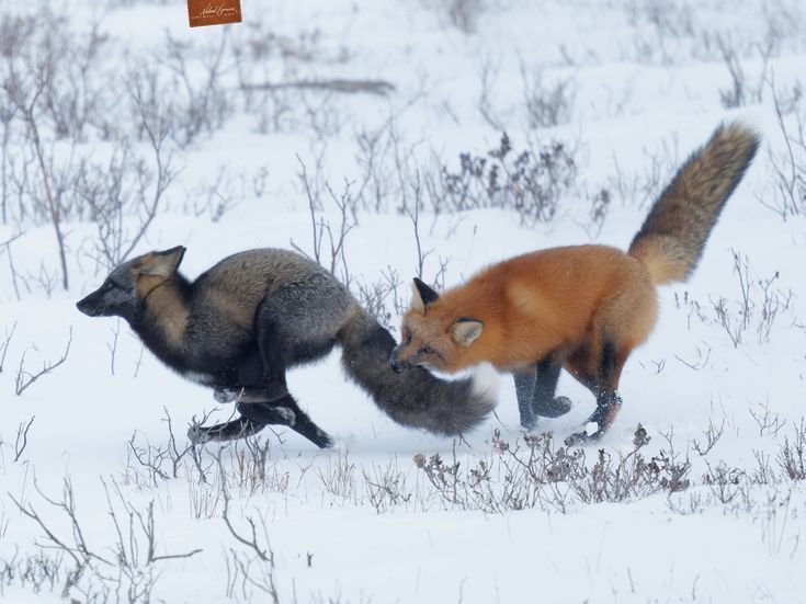 小黑你别走小赤咬住小黑尾巴不让走 