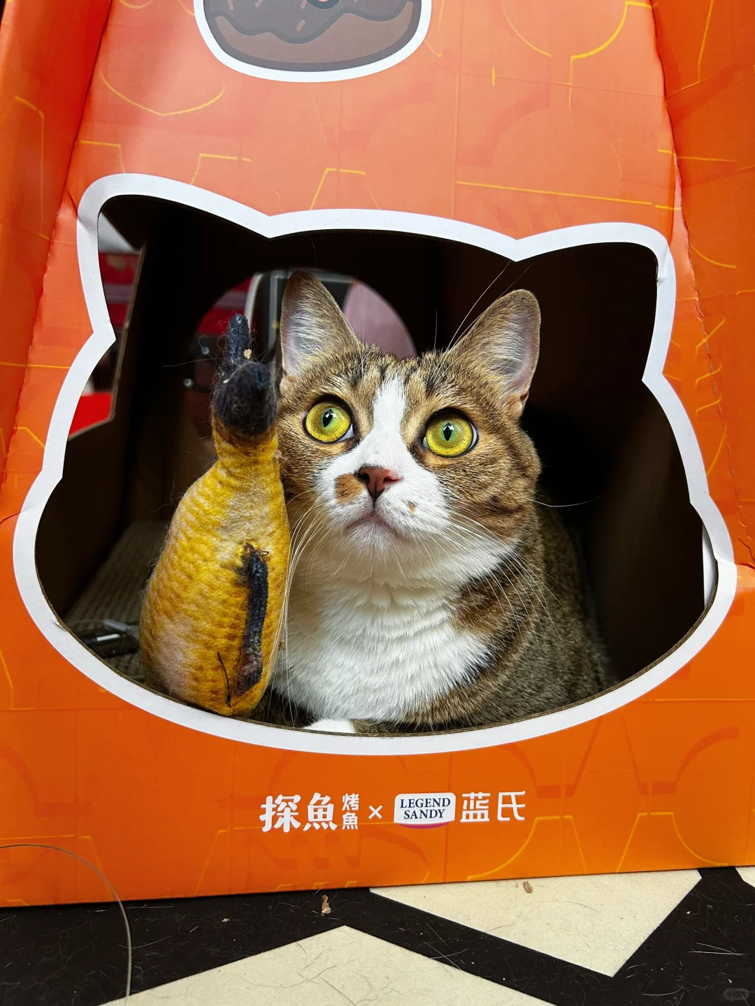 🐱：你要上班去啦…