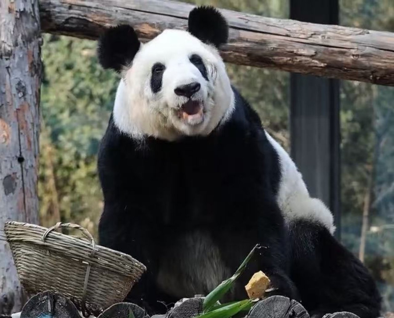 丫丫回国两年判若两熊谁能不被丫丫的蜕变戳中？这哪里是简单的判若两熊，这是被祖国和