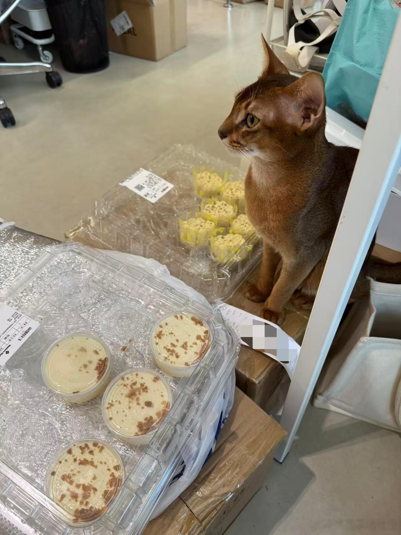 猫你也爱吃甜品吗 ​​​