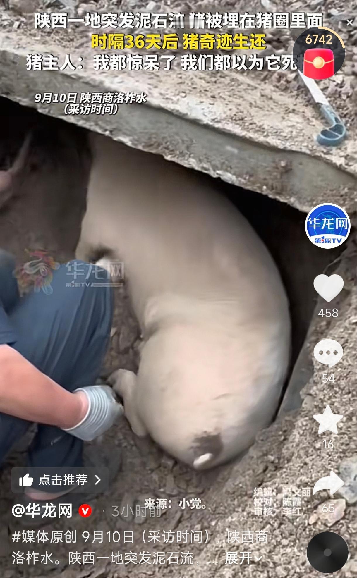 陕西商洛，一头猪被泥石流掩埋了36天，所有人都以为它死了，结果它硬生生靠自己活了